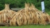Ivory tusks are stacked to be burned in Nairobi National Park, Kenya, April 30, 2016. On Saturday, 105 tons of elephant ivory and more than 1 ton of rhino horn were destroyed in a bid to stamp out the illegal ivory trade. 