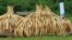 Ivory tusks are stacked to be burned in Nairobi National Park, Kenya, April 30, 2016. On Saturday, 105 tons of elephant ivory and more than 1 ton of rhino horn were destroyed in a bid to stamp out the illegal ivory trade. 
