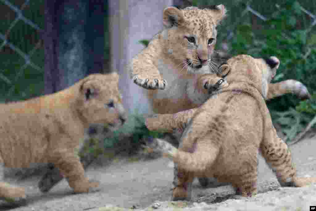체코의 드부르 크랄로베 동물원에서 사자 새끼들이 놀고 있다. 