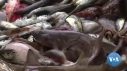 US Concerned Over China’s Illegal Fishing