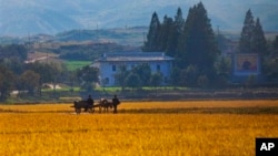 지난 2011년 10월 북한 원산의 한 협동농장. (자료사진)