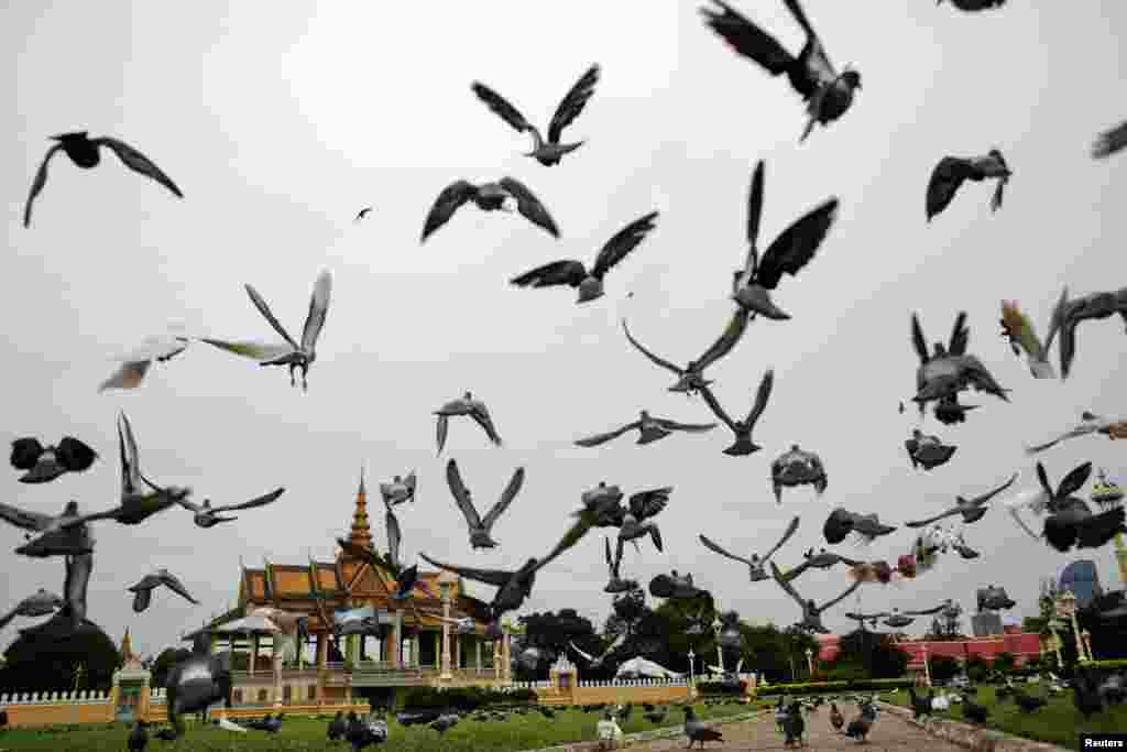 Burung-burung Merpati terbang di luar Istana Kerajaan di Phnom Penh, Kamboja.