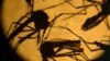 FILE - Aedes aegypti mosquitos are photographed in a laboratory at the University of El Salvador, in San Salvador, Feb. 3, 2016. 