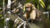 A yellow-breasted capuchin monkey at Una Biological Reserve in Bahia, Brazil, is a critically-endangered primate targeted by hunters for bush meat. (Photo / Luciano Candisani)