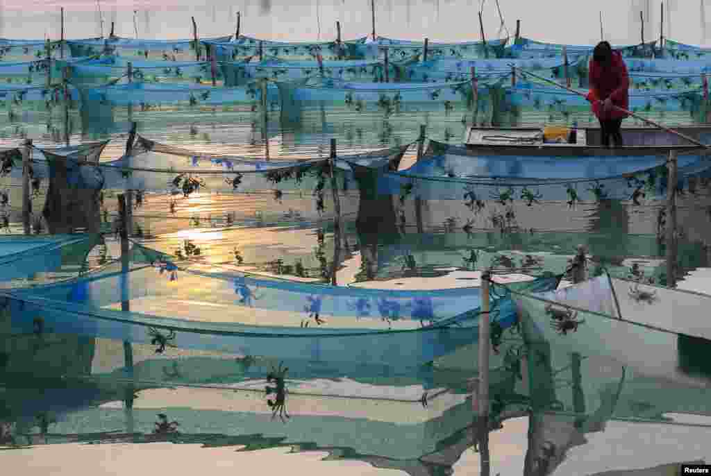 A woman checks freshwater crabs at a breeding farm at Hongze Lake in Huaian, Jiangsu province, China, Nov. 13, 2018.