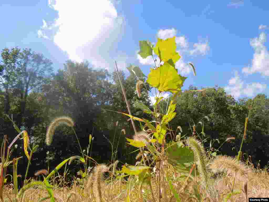 Whether or not this Sycamore survives, scientists will use the long-term data to chart changes in the forest landscape. (SERC)