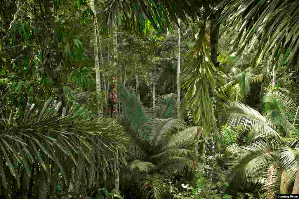 Seorang ahli botanis dari Carnegie Institution di sebuah hutan hujan Peru memanjat pohon sampai 45 meter untuk mengumpulkan dedaunan. (Jake Bryant)