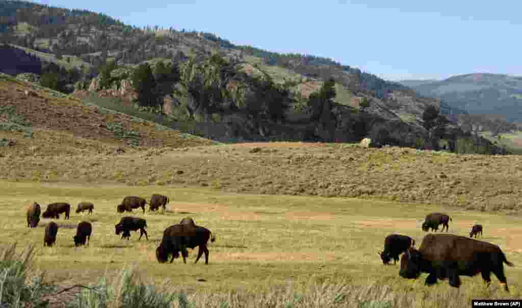 Yellowstone Bison