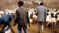 “Gujii Fi Booranatti Hidhattoonni ‘WBO’ Namoota Jaha Ajjeesan” Jiraattota