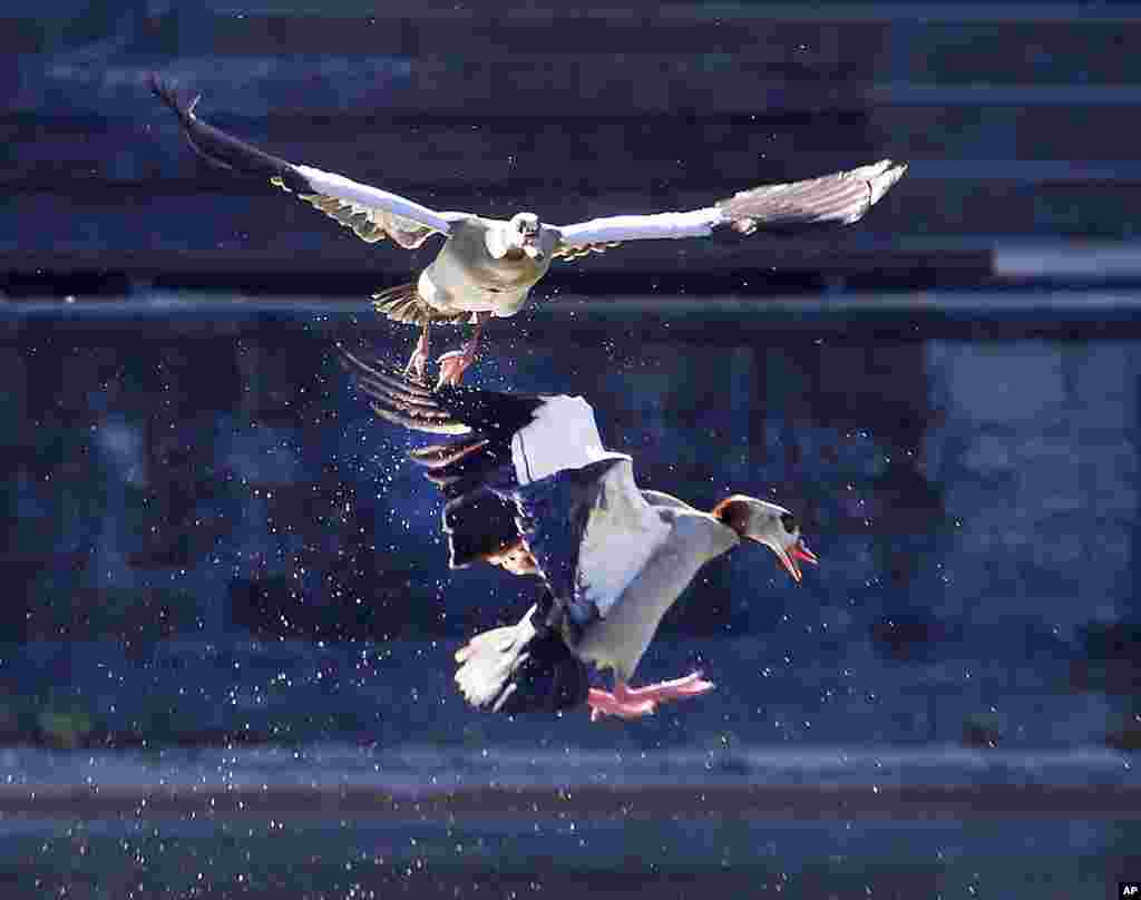 Dua ekor angsa Mesir terbang di sebuah taman di kota Frankfurt, Jerman.