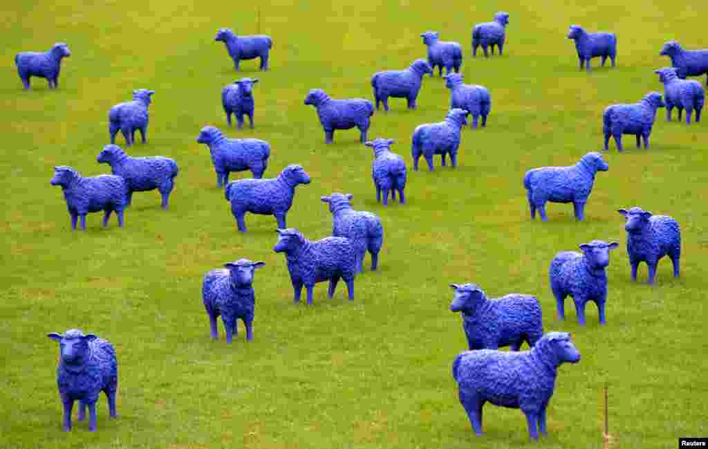 Pagelaran karya seni &quot;Blue Peace Flock&quot; oleh seniman Rainer Bonk dan Bertamaria Reetz ditampilkan di Hamburg-Wilhelmsburg, Jerman. Instalasi yang terdiri dari 100 patung domba berwarna biru melambangkan bahwa semua orang sama dan semua orang penting akan ditampilkan hingga 22 September 2013.