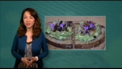 美国万花筒：吐司成高级厨师创意工具