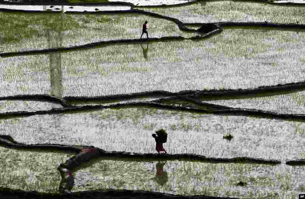 A Nepalese woman carries paddy saplings before replanting them at a rice field in Chunnikhel, Katmandu.