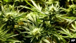 Ha despenalizado la portación de pequeñas cantidades de cannabis y emitido varias autorizaciones con el fin de que algunas personas la cultiven.