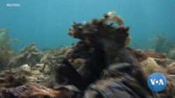 Divers Remove Plastic Waste from Greek Waters — a 'Gulf Full of Plastic Corals'