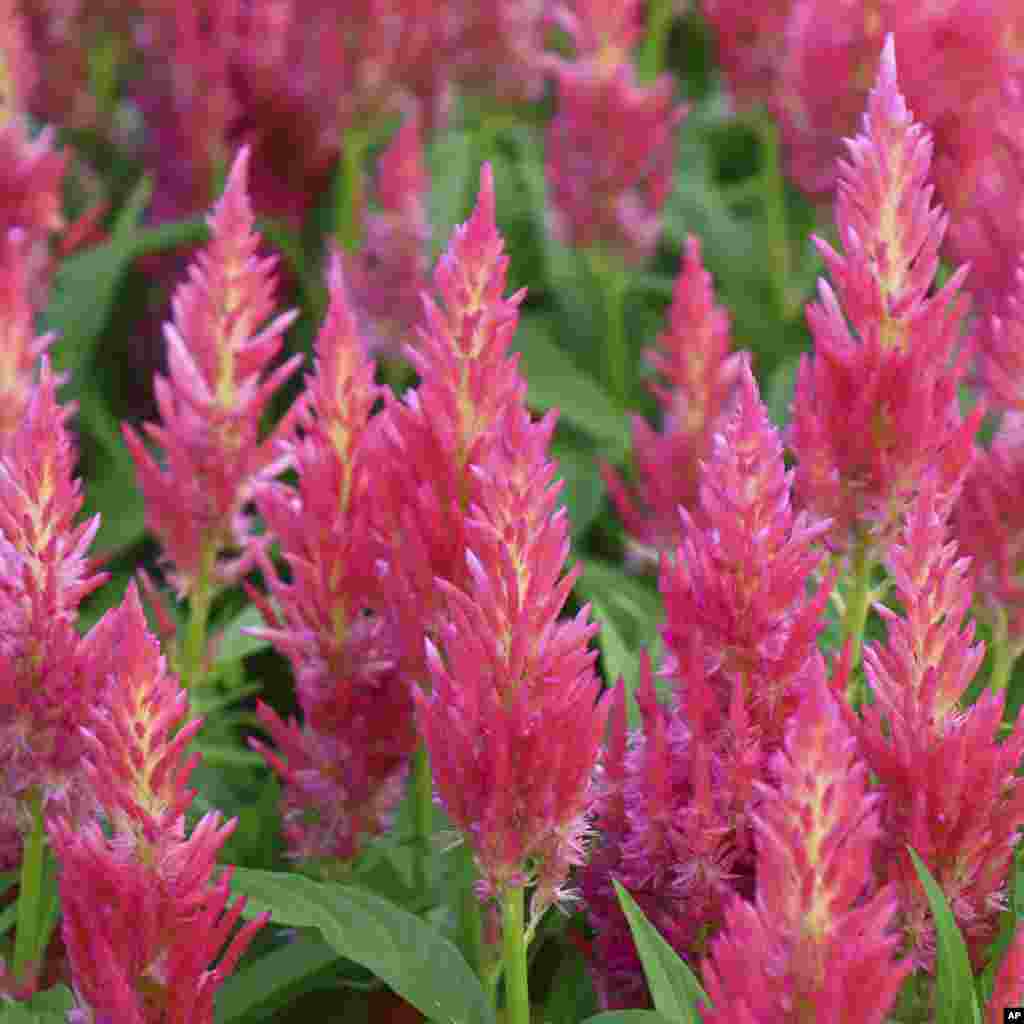 Gardening-Select New Plants