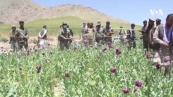 کاهش کشت کوکنار در ولسوالی درایم ولایت بدخشان