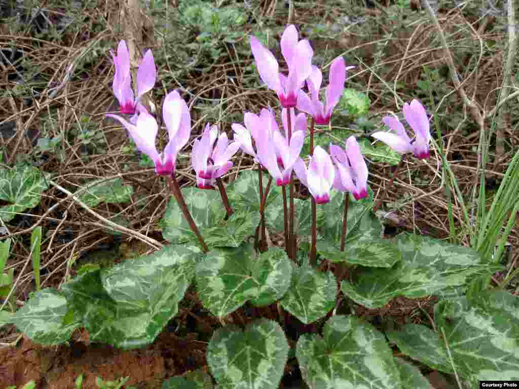 Cyclamen Persia (Cyclamen persicum) merupakan bunga nasional Israel.