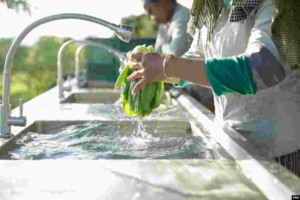 កសិករកំពុងលាងបន្លែសរីរាង្គនិងរៀបចំវេចខ្ចប់មុននឹងដឹកមកទីតាំងលក់ នៅឯរមណីយដ្ឋាន ពិកនិកក្នុងខេត្តព្រះសីហនុ កាលពីថ្ងៃទី០២ កញ្ញា ២០១៧។ (ទុំ ម្លិះ/VOA)