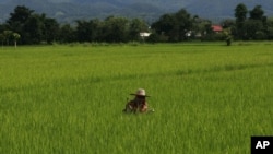 A farmer cuts grasses at her rice field in Fang district, Chiang Mai province, northern Thailand, August 22, 2011.
