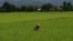 A farmer cuts grasses at her rice field in Fang district, Chiang Mai province, northern Thailand, August 22, 2011.