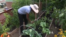 Urban Gardeners Can Harvest Quite a Crop From Small Spaces