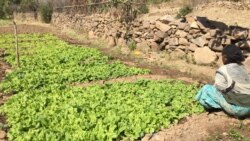 ናይ አካል ጉድኣት ዘይጸገማ ጻዕራም ኣደ