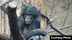 Scientist Kay Prufer and his colleagues studied this female bonobo called Ulindi, who lives in the Leipzig Zoo in Germany, to help map the bonobo genome. (&#169; MPI for Evolutionary Anthropology)
