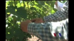 加州酒庄看准中国市场