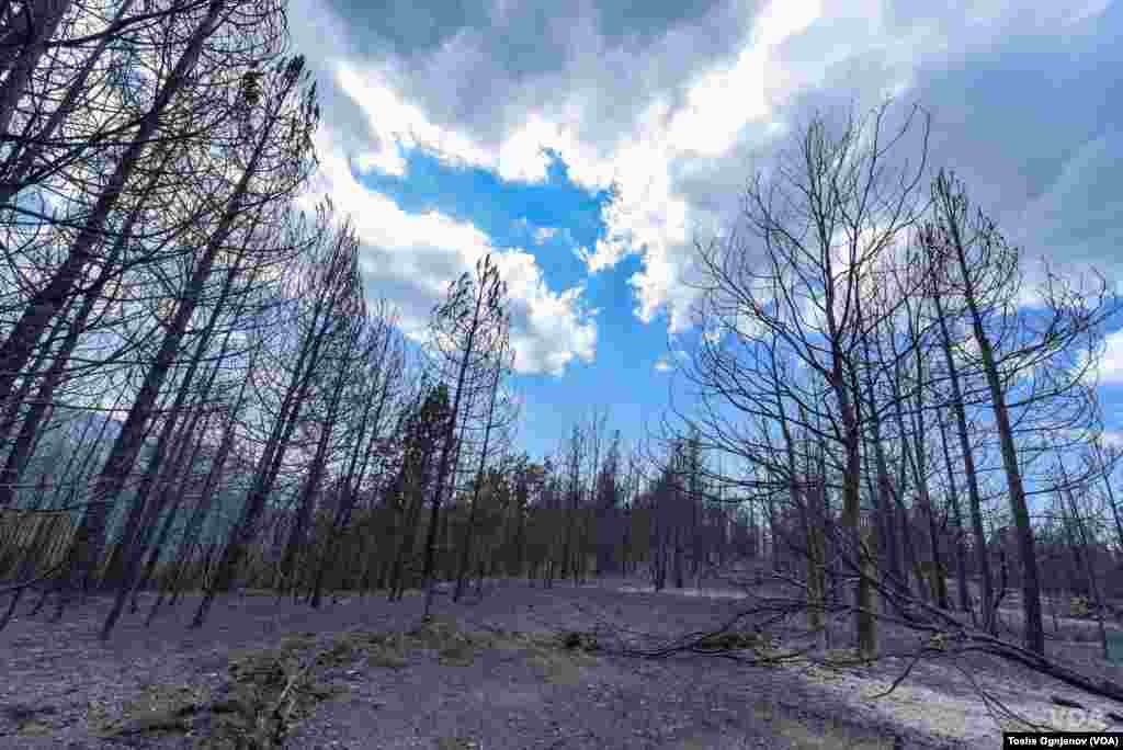 Пожари Малешевија / Wildfires in North Macedonia