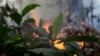 An ant is pictured as a fire burns a tract of Amazon jungle as it is cleared by loggers and farmers near Porto Velho, Brazil, Aug. 27, 2019. 