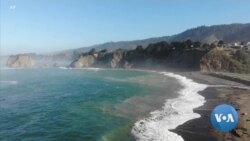 Warmer Oceans Mean More Sea Urchins Eating Through Ecosystems