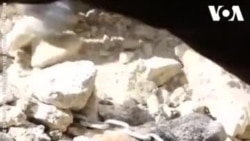 Un chien sauvé des décombres en Syrie