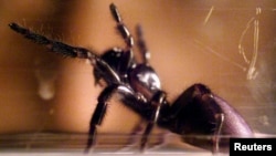 This deadly Sydney funnel-web spider was part of a research project at the Australian Museum in Sydney. 