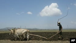 Faayilii - Qotee bulaa godina addaa naanawa Finfinnee 