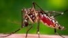 FILE - A female Aedes aegypti mosquito.