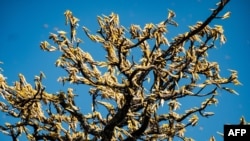  在乌干达北部的奥图克，成群的蝗虫以乳木果树为食，乳木果树是当地农民主要的食物和收入来源。（2020年2月17日）