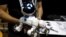 A robotic dog named CHiP by WowWee is described as being able to learn tricks from its owner.