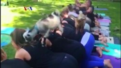 Warung VOA: Serunya Musim Panas di AS (1)