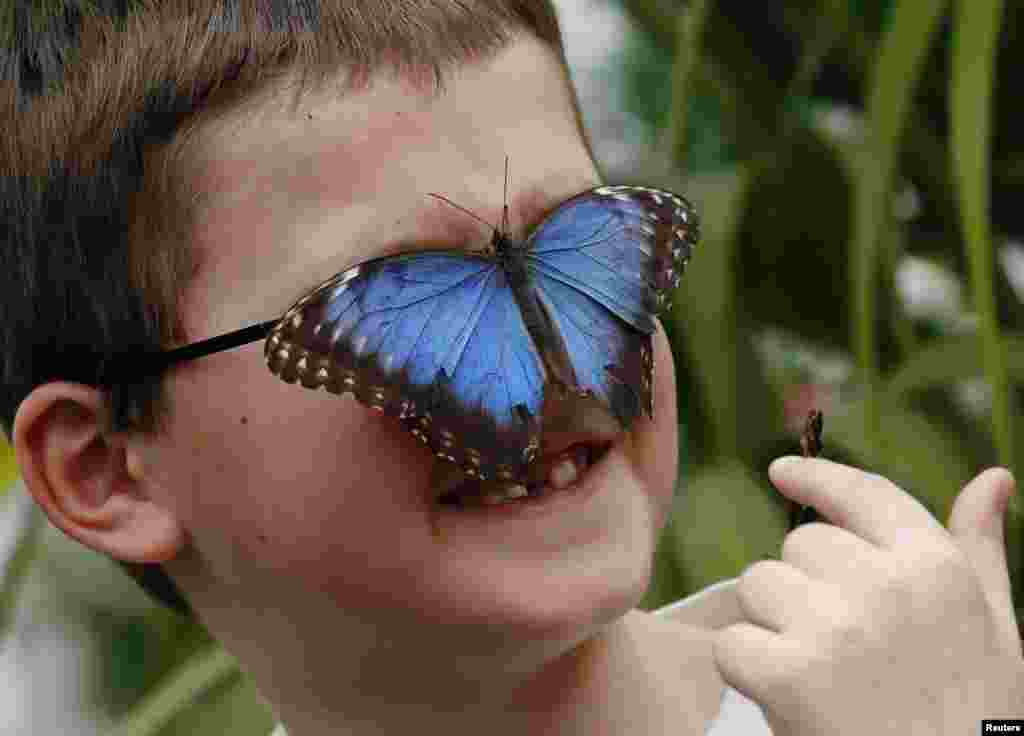 Harry Brown, 7, bereaksi saat kupu-kupu hinggap di wajahnya saat berpose dengan kupu-kupu Morpho biru di Pameran Kupu-kupu di Museum Natural History di London.