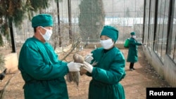 북한 보건 관계자들이 평양 동물원에서 조류독감 방역 활동을 하고 있다. (자료사진)