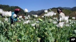Warga desa tengah memanen opium di negara bagian Shan, Burma (Foto: dok).