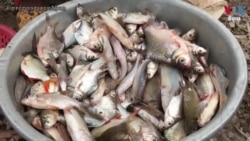 ខណៈ​ទិន្នផល​ត្រី​ទន្លេ​បន្ត​ធ្លាក់​ចុះ ត្រី​នៅ​តែ​ជា​​ប្រភព​អាហារូបត្ថម្ភ​​មិន​អាច​ខ្វះ​បាន​សម្រាប់​ប្រជាជន​កម្ពុជា