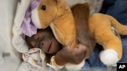 Bornejski orangutan (Foto: Jesse Adair/Busch Gardens Tampa Bay via AP)