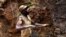 One of few remaining miners digs out soil which will later be filtered for traces of cassiterite, the major ore of tin, at Nyabibwe mine, in eastern Congo, Aug. 7, 2012.