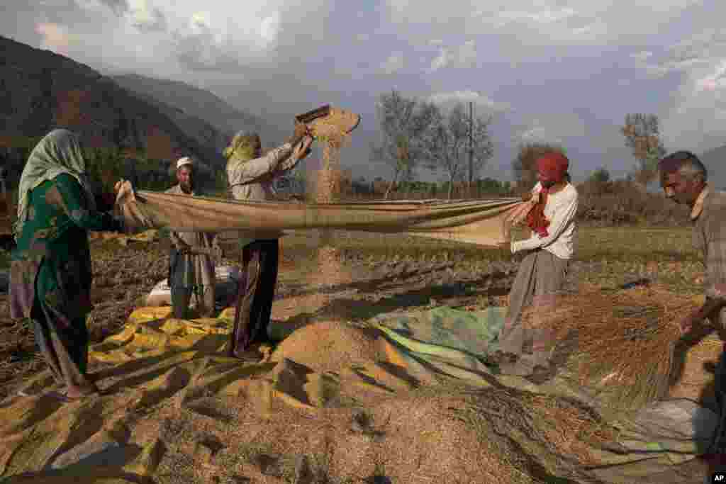 Para petani Kashmir memisahkan gandum dari sekam usai panen di desa Boras, dekat Srinagar, Kashmir-India.