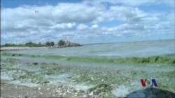 海藻污染全球的水路