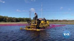 As Cranberry Prices Dive, Farmers Look to the Sun 