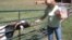 Terry Cummings with one of her rescued animals at the Poplar Spring Animal Sanctuary for abused and abandoned farm animals and wildlife, a 400-acre refuge in rural Maryland. (Julie Taboh/VOA) 