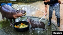 ຊ້າງ​ນ້ຳ​ນ້ອຍ​ອາ​ຍຸ 2 ເດືອນ​ຊື່​ວ່າ ໝູ​ແດງ, ກິນ​ອາ​ຫານ​ກັບ​ແມ່​ຂອງ​ມັນ ຢູ່​ສວນ​ສັດ ເຂົາ​ຂ​ຽວ, ຈັງ​ຫວັດ ຊົນ​ບູ​ຣີ, ໄທ, 16 ກັ​ນ​ຍາ 2024.